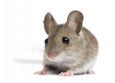 Junge Maus mit Gesicht und großen Ohren von vorne fotografiert